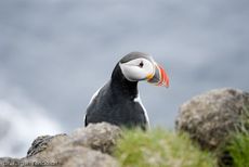 Papageitaucher (18 von 20).jpg